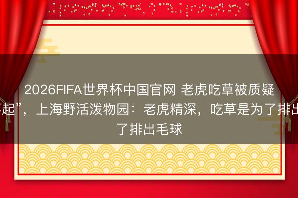 2026FIFA世界杯中国官网 老虎吃草被质疑“喂不起”，上海野活泼物园：老虎精深，吃草是为了排出毛球